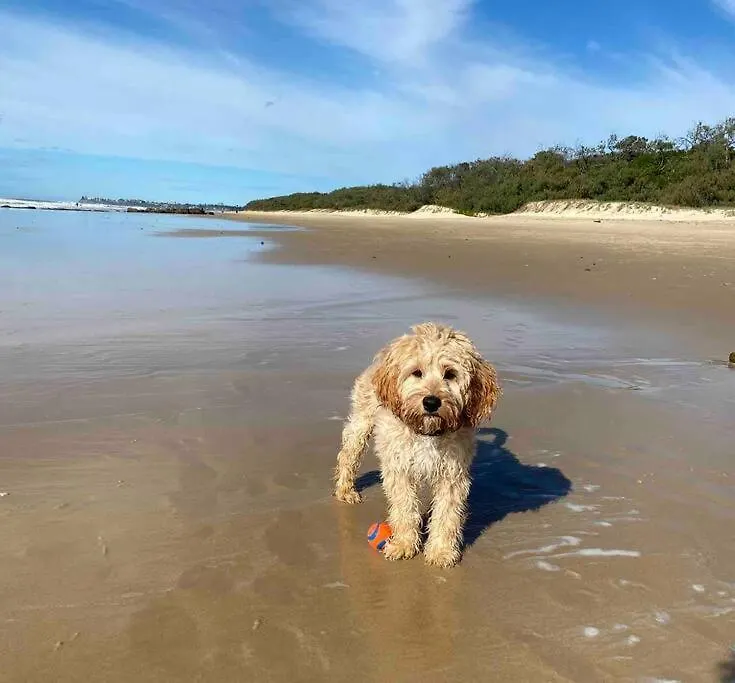 Absolute Beach Front Home -Dogs, Surf, Relax, Bush Kawana Waters Australia